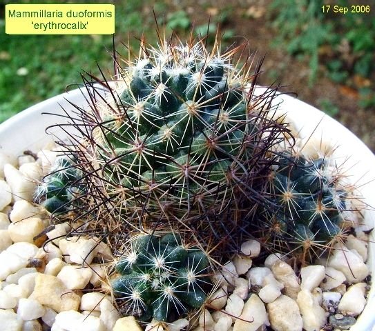 Mammillaria _duoformis 'erythrocalix' _07